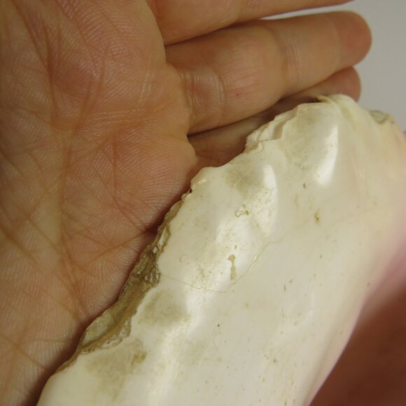 Large Real Conch Sea Shell 9x8" 6" tall has some chips Warm Tan - Picture 12 of 13